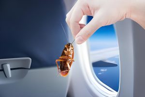 Тараканы в самолёте американских авиалиний: как насекомые попали на борт