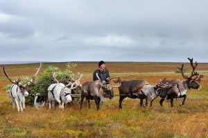 Голландец на Ямале: Впечатления о Жизни в Тундре