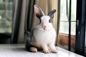 Почему декоративный кролик бьёт лапками: 7 скрытых причин