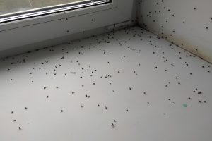 Откуда и почему в квартире появляются мошки?