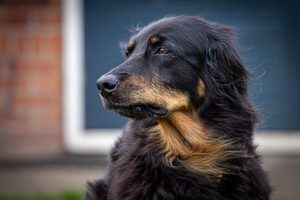 Самые умные собаки: топ-3 пород по версии учёных