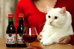 Безалкогольное вино для собак и кошек: как оно помогает питомцам